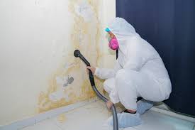 Best Mold Damage Restoration  in Hastings On Hudson, NY